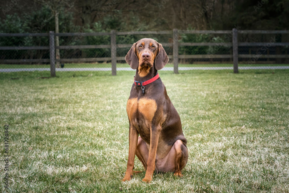 Sprizsla dog - cross between a Vizsla and a Springer Spaniel - sitting looking directly at the camera Sprizsla dog - cross between a Vizsla and a Springer Spaniel - sitting looking directly at the camera