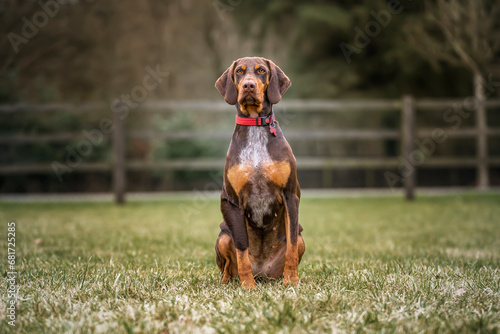 Mature Sprizsla dog - cross between a Vizsla and a Springer Spaniel - sitting looking directly at the camera