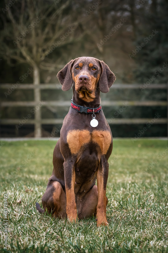 Sprizsla dog - cross between a Vizsla and a Springer Spaniel - sitting looking directly at the camera, portrait style Sprizsla dog - cross between a Vizsla and a Springer Spaniel - sitting looking directly at the camera, portrait style