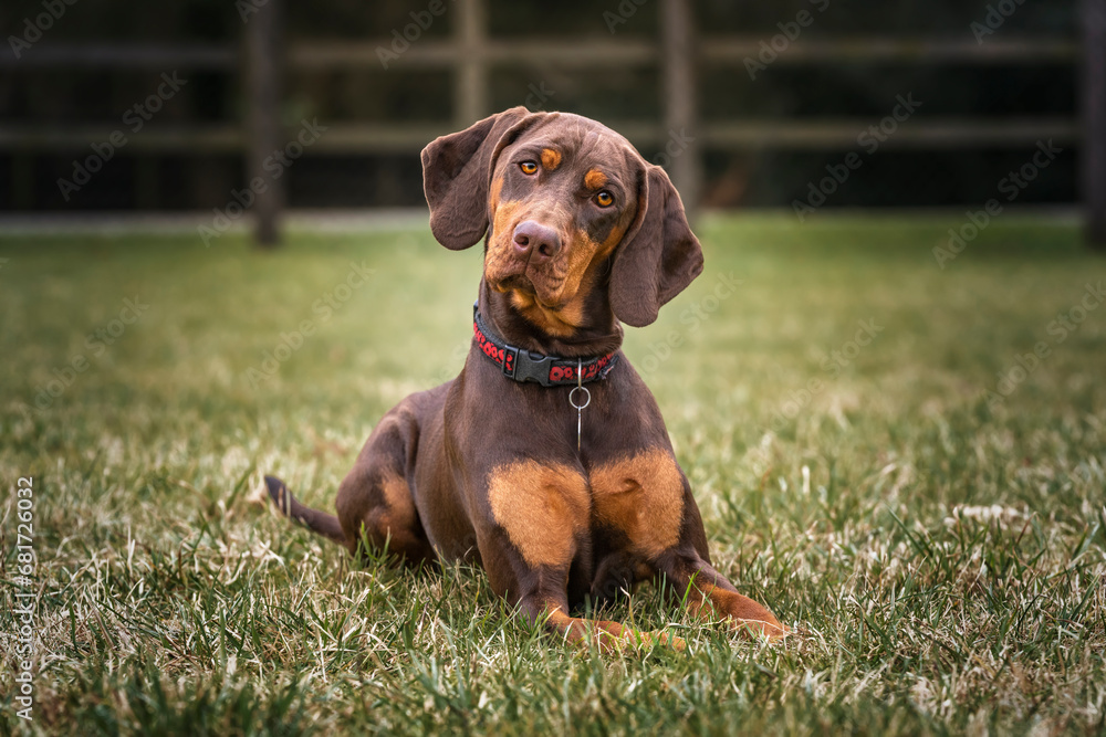 Sprizsla dog - cross between a Vizsla and a Springer Spaniel - with an amazing head tilt Sprizsla dog - cross between a Vizsla and a Springer Spaniel - with an amazing head tilt