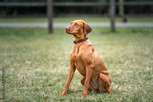 Sprizsla dog - cross between a Vizsla and a Springer Spaniel - sitting looking left