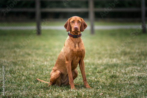 Sprizsla dog - cross between a Vizsla and a Springer Spaniel - sitting looking directly at the camera