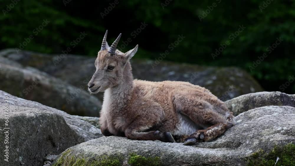 Young baby mountain ibex with its mother on a rock - capra ibex in a german park Young baby mountain ibex with its mother on a rock - capra ibex in a german park