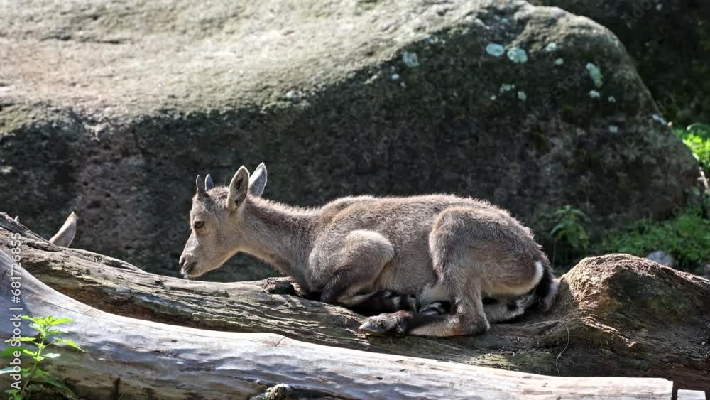 Young baby mountain ibex with its mother on a rock - capra ibex in a german park Young baby mountain ibex with its mother on a rock - capra ibex in a german park