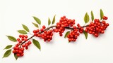 sprig of red rowan on a white background.