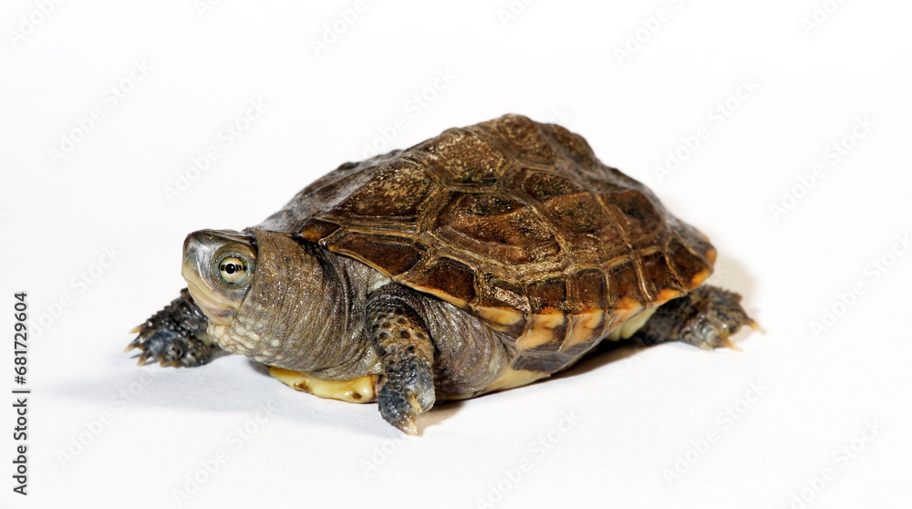 Obraz premium Fujian pond turtle // Hybrid-Bachschildkröte (Mauremys iversoni) - possibly hybrid between Cuora trifasciata and Mauremys mutica