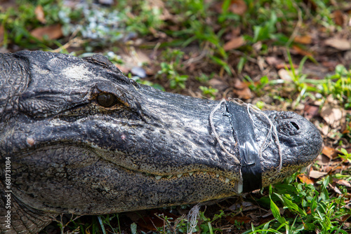 Fotografie Alligator in Captivity