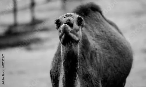 Fototapeta samoprzylepna zoo