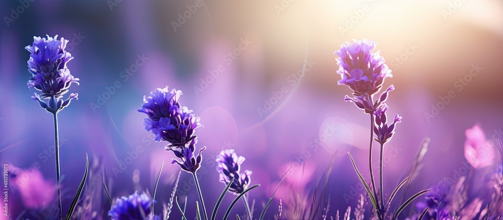 In the enchanting garden, a majestic macro closeup reveals the beauty of a delicate lavender flower, with its floral elegance and mesmerizing purple hue. - obrazy, fototapety, plakaty 