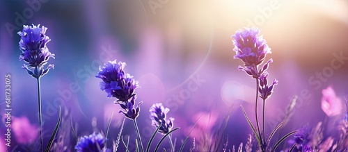 In the enchanting garden, a majestic macro closeup reveals the beauty of a delicate lavender flower, with its floral elegance and mesmerizing purple hue.