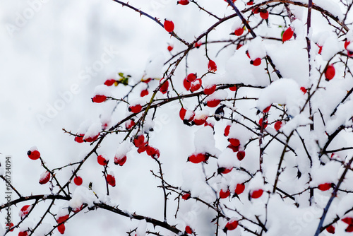 A branch of rose hips with red berries on a blurred background