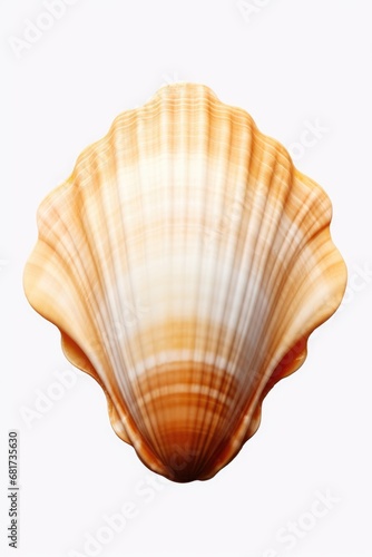 A detailed close-up of a shell on a white background. This image can be used for various purposes, such as website backgrounds, educational materials, or nature-themed designs