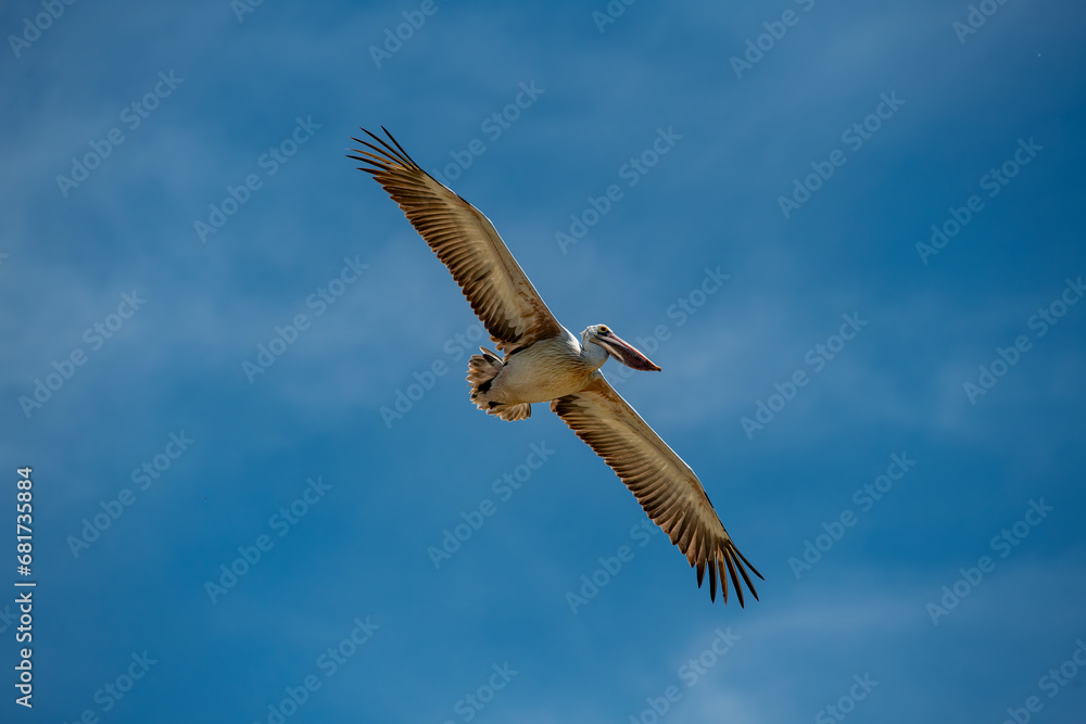 Obraz premium Pelecanus philippensis is a very large water bird species from the pelicans family. It spends its breeding season in southern Asia, from southern Pakistan through India to Indonesia.
