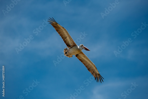 Pelecanus philippensis is a very large water bird species from the pelicans family. It spends its breeding season in southern Asia  from southern Pakistan through India to Indonesia.