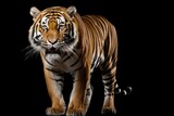 A powerful tiger walking across a black background. Perfect for designs that require a strong and striking image.