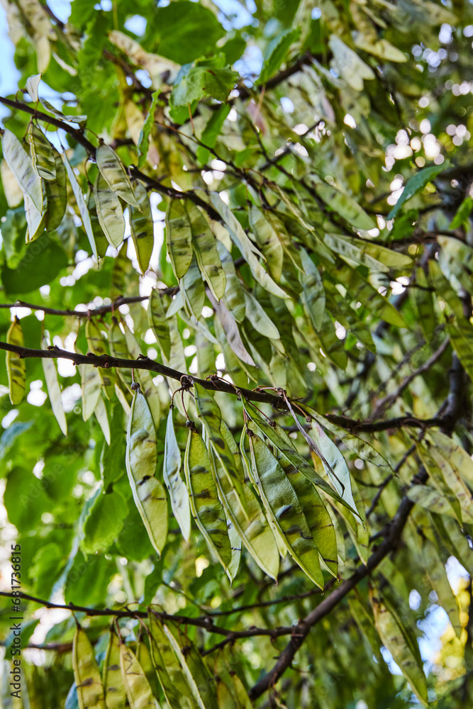 Thin, dangling green helicopter tree seeds like snap pea plant below branches and leaves background Thin, dangling green helicopter tree seeds like snap pea plant below branches and leaves background