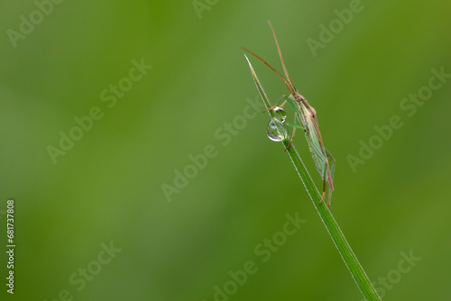 beautiful horizontal macro shot on a green background with a grasshopper perched on a grass with a raindrop.