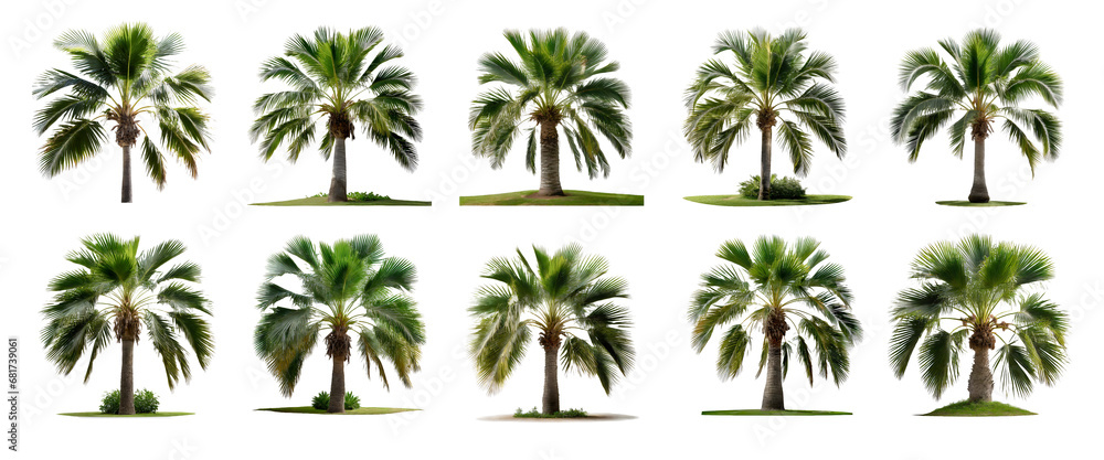 Phoenix Rupicola Tree (Cliff Date) palm trees collection isolated on transparent background. 
