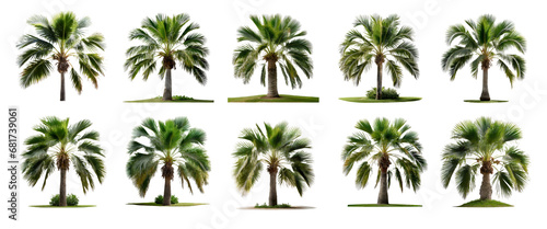 Phoenix Rupicola Tree (Cliff Date) palm trees collection isolated on transparent background. 