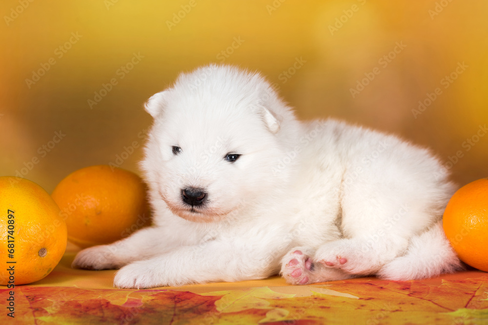 White fluffy Samoyed puppy dog with orange White fluffy Samoyed puppy dog with orange