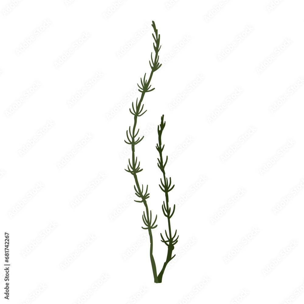 Obraz premium Green seaweed.Sea grass. Vector graphics.