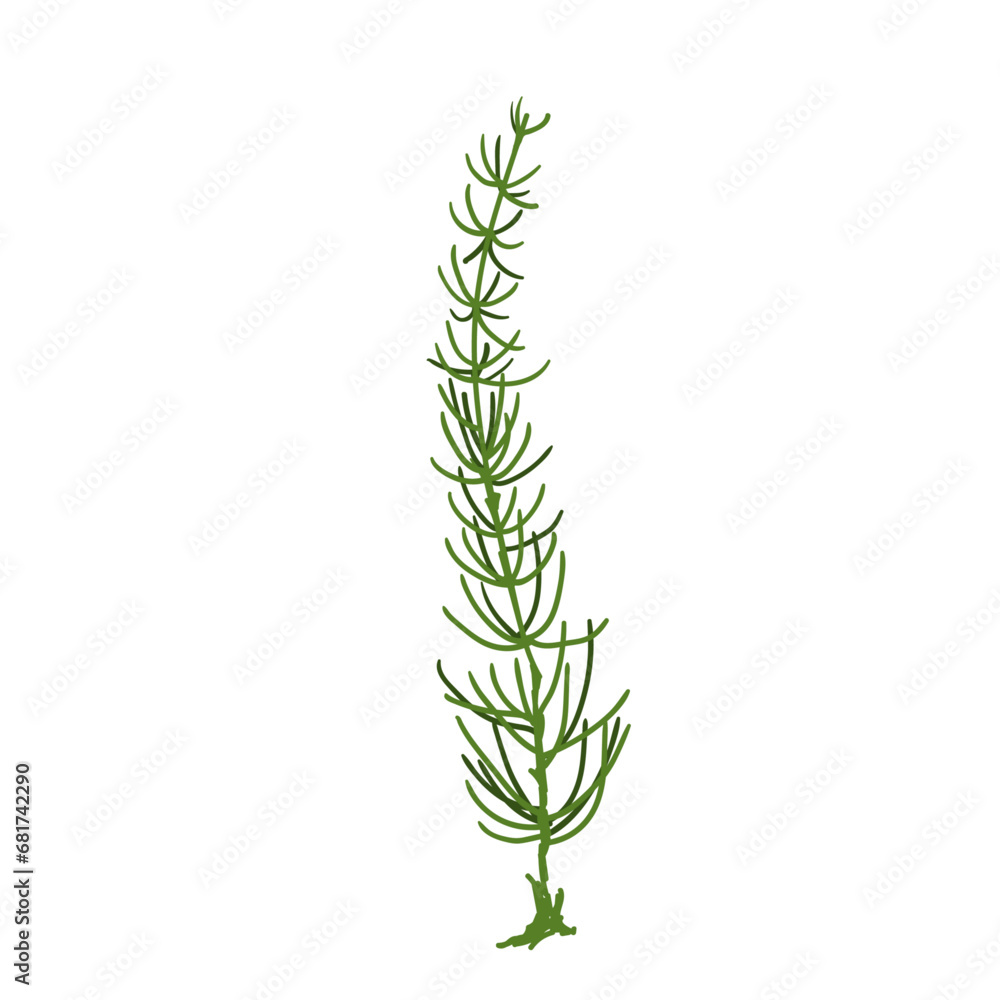 Green seaweed.Sea grass. Vector graphics.