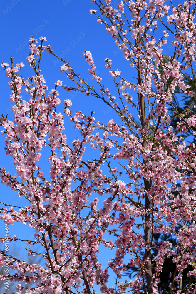 Blooming apricot close-up. The blue sky is behind