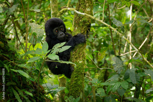 Eastern Gorilla (Gorilla beringei) critically endangered largest living primate, lowland gorillas or Grauer's gorillas (graueri) in the green rainforest, adults and child feeding and playing photo