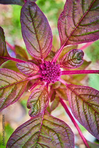 Amaranthus Cruentus the red garnet plant opening up like renewal of the promise of life