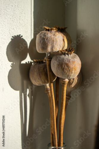 Canvas Print Papaver somniferum opium breadseed poppy ripened seed pods in sunlight, group of