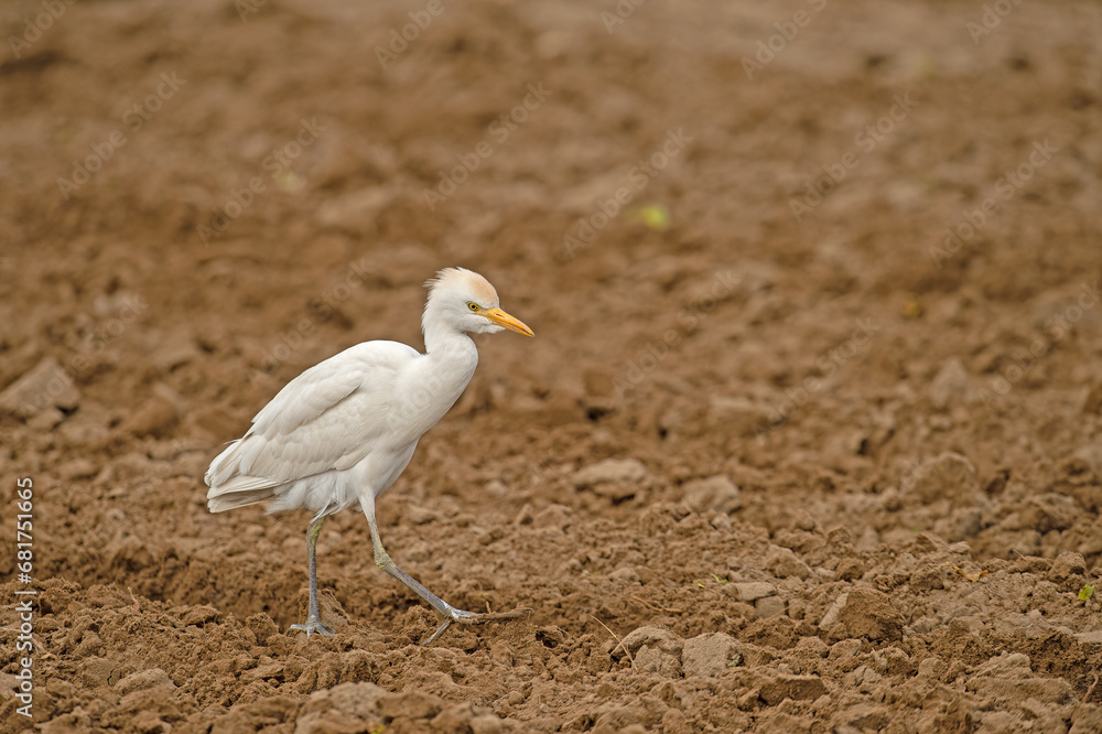 Western cattle heron (Bubulcus ibis) foraging in the field. Western cattle heron (Bubulcus ibis) foraging in the field.