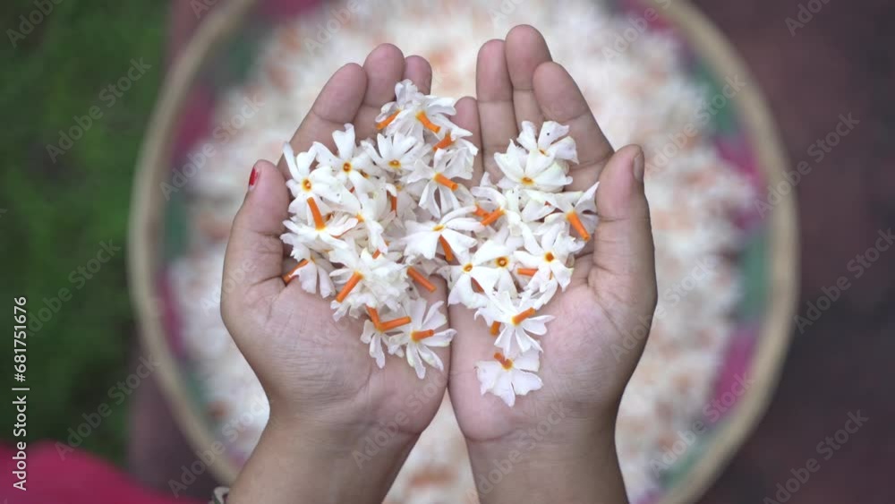 Night jasmine, Seuli or Shefali flower is symbol flower of saradiya or Durga Puja festival in autumn season. Night jasmine, Seuli or Shefali flower is symbol flower of saradiya or Durga Puja festival in autumn season.