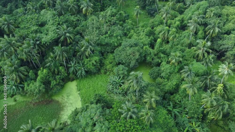 Aerial view shot of deep green vast forest. Aerial view shot of deep green vast forest.
