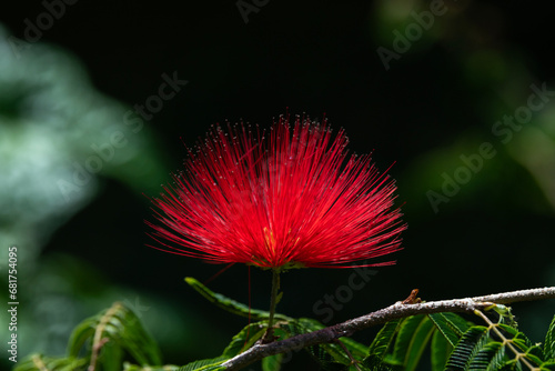 Delicate red blossom of the Flame Bush, Mimosa Tree, Calliander in Kauai, Hawaii, United States.
