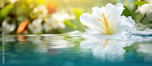 In the summer, as nature awakens with vibrant splendor, a single white floral flower gracefully blooms, reflecting its beauty in the crystal clear water, amidst a garden adorned with lush green leaves