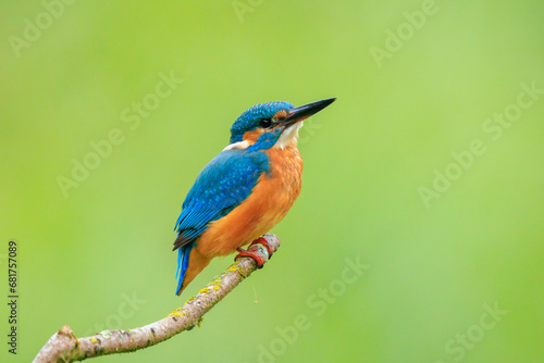 Close up of a Kingfisher, Alcedo Atthis, fishing