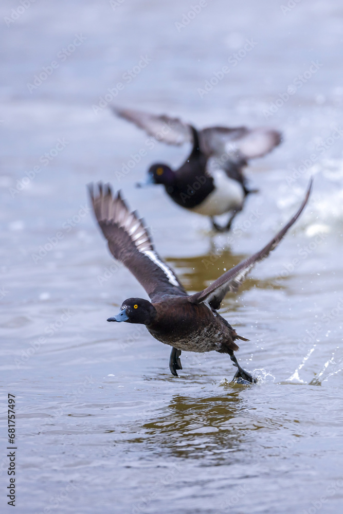 Tufted duck, Aythya fuligula, swimming Tufted duck, Aythya fuligula, swimming