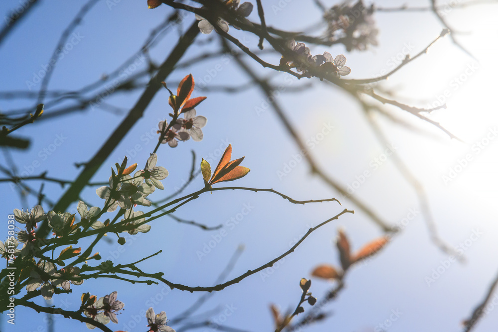 Prunus cerasifera known as cherry plum, myrobalan plum tree blooming in Springtime Prunus cerasifera known as cherry plum, myrobalan plum tree blooming in Springtime