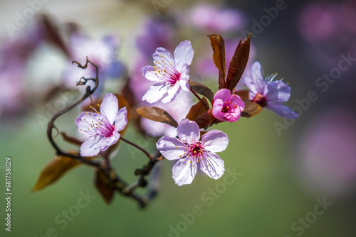 Prunus cerasifera known as cherry plum  myrobalan plum tree blooming in Springtime