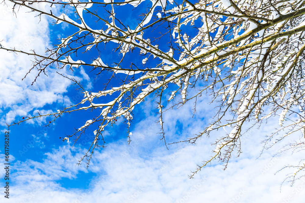 Branches covered with snow against a blue sky with some clouds from a looking up perspective,