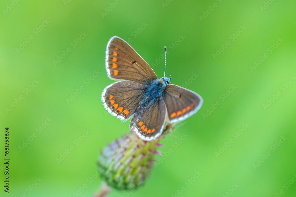 brown argus butterfly, Aricia agestis, top view, open wings brown argus butterfly, Aricia agestis, top view, open wings