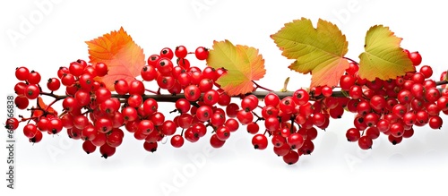 In a vibrant autumn scene, a guelder-rose bush stands isolated against a white background, its bright red berries and green leaves providing a healthy burst of color. The macro view captures the