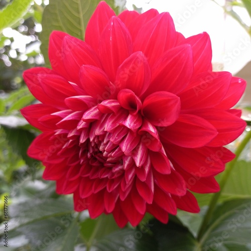 a red dahlia bloomed in the garden, a beautiful summer flower