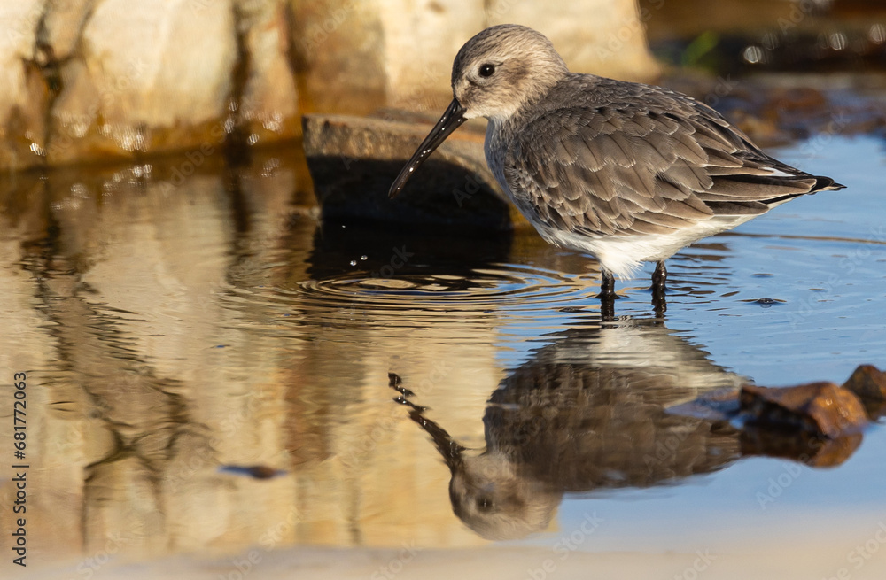 Fototapeta premium Wading birds on the Cantabrian coast on a sunny autumn day in different situations!