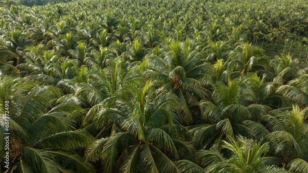 Fototapeta premium King coconut fruits grow on tree