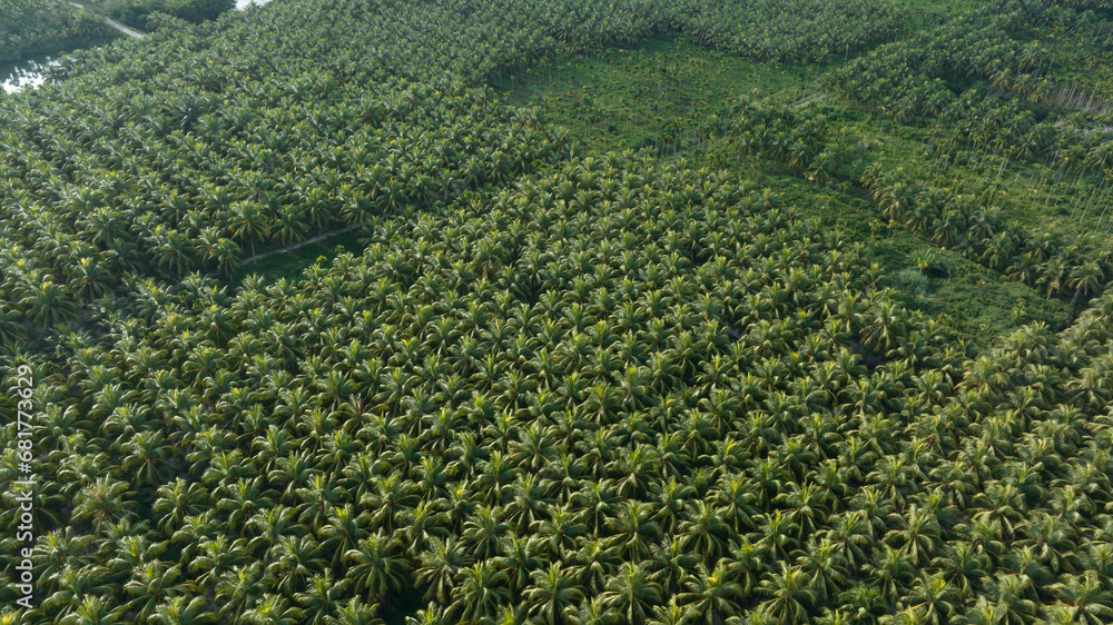 King coconut fruits grow on tree