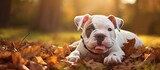 The American bulldog puppy, a delightful pet, happily played outside in the parc, relishing every moment spent in the great outdoors as a beloved and cherished animal companion.