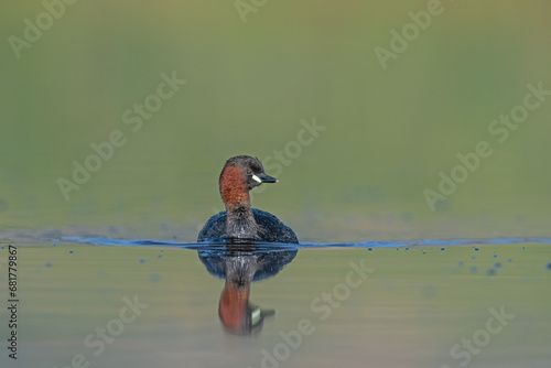 Little Grebe (Tachybaptus ruficollis) swimming in the lake. Burdur lake photo