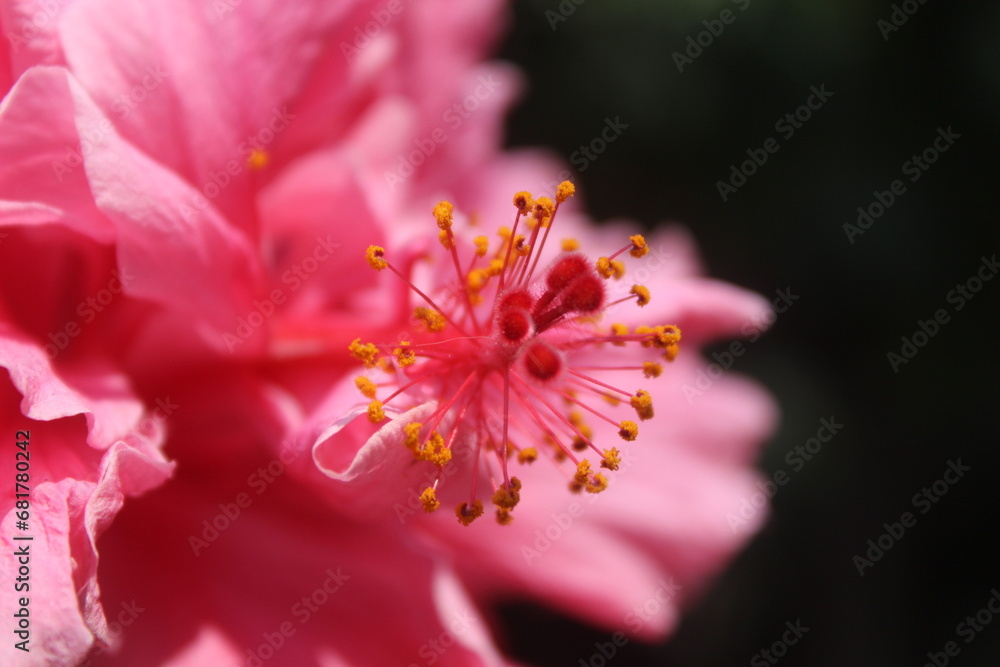 Fototapeta premium Pistilo de hibisco 