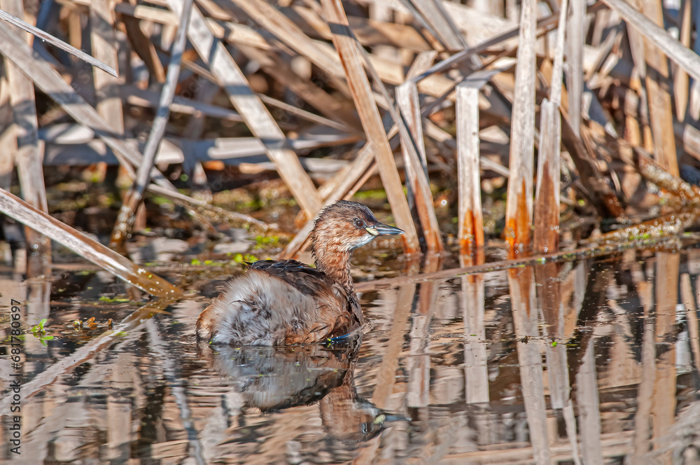 Little Grebe (Tachybaptus ruficollis) in the lake among the reeds. Burdur lake Little Grebe (Tachybaptus ruficollis) in the lake among the reeds. Burdur lake